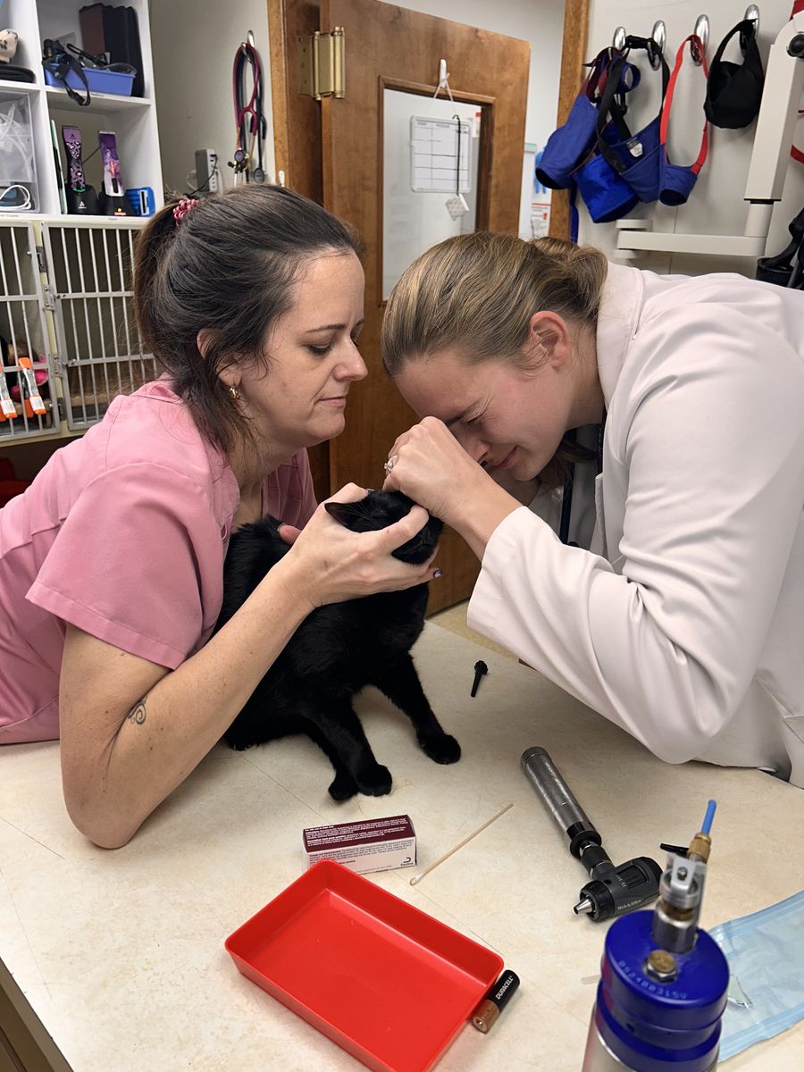Two of our team examining a black cat