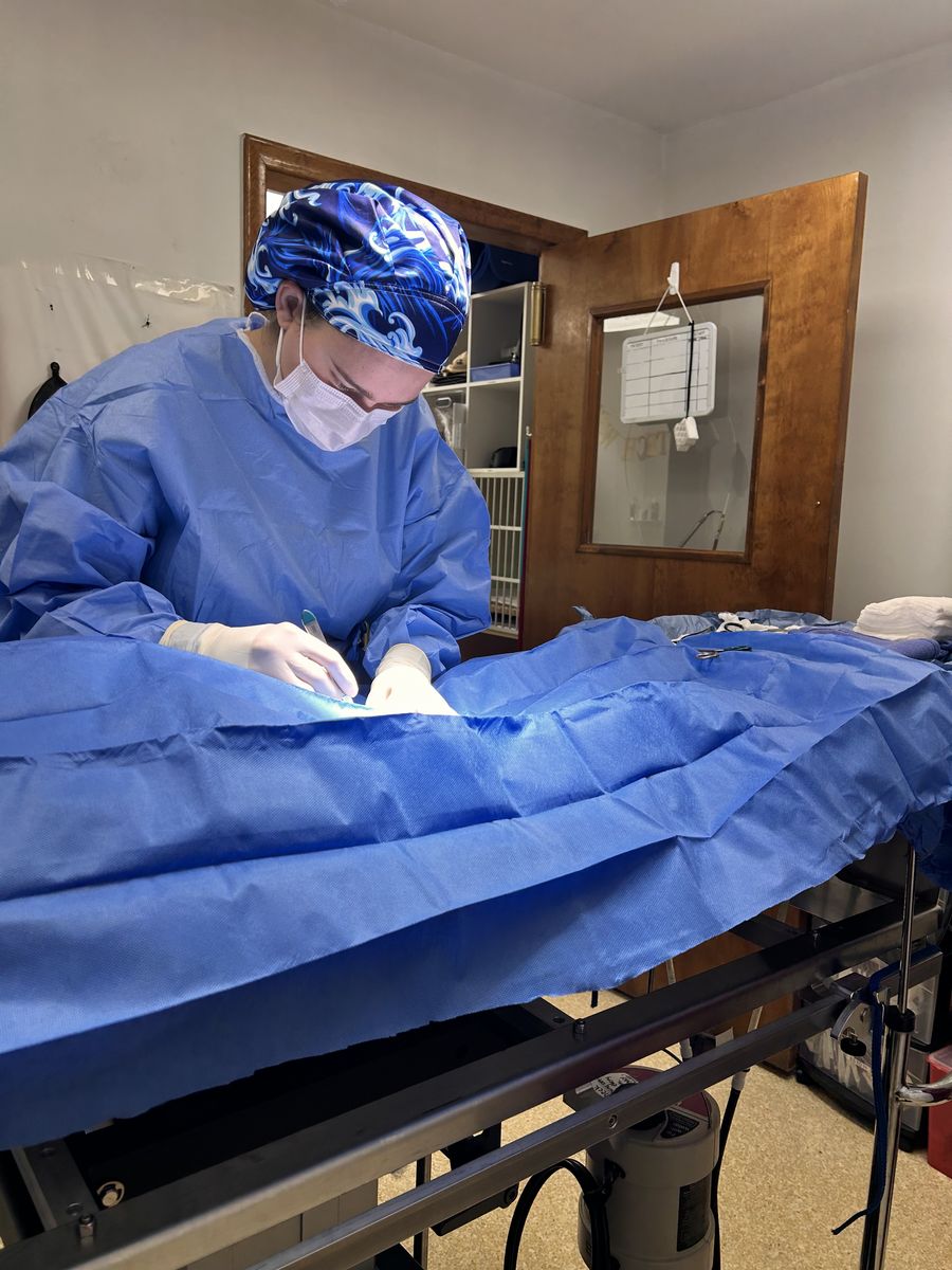 Surgery in progress in our operating room