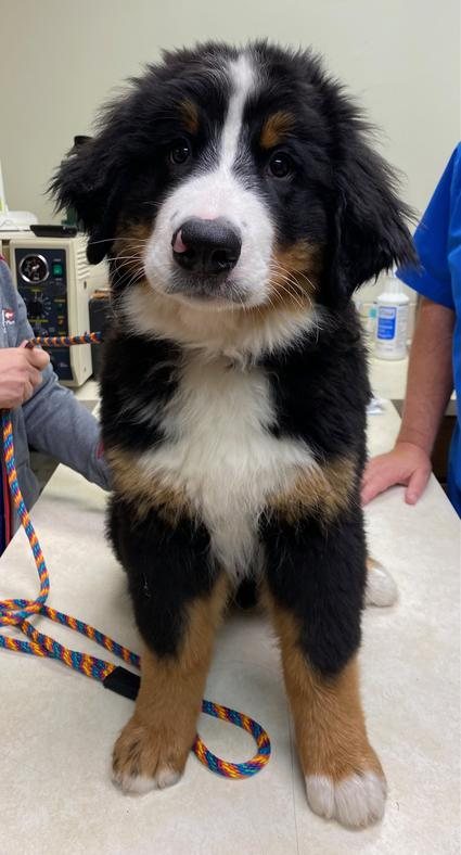 Bernese mountain dog puppy