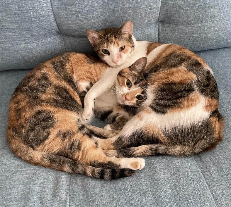 Two calico cats curled up together