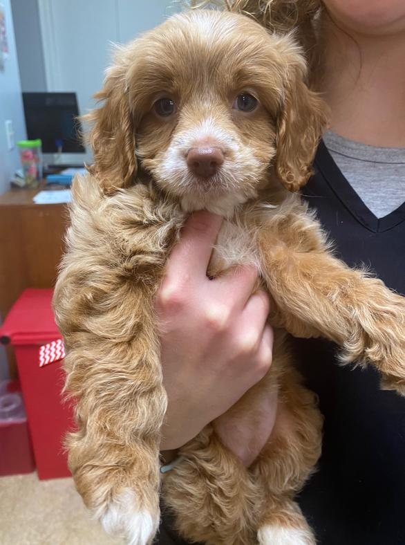 Doodle puppy