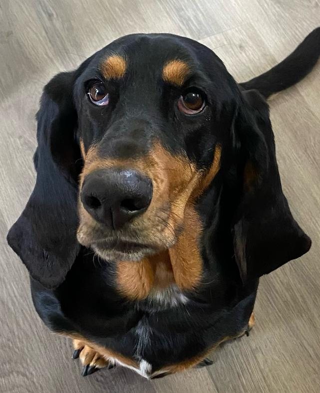 Coonhound looking up