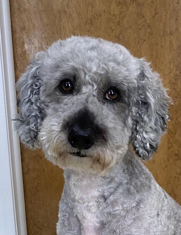 Grey poodle