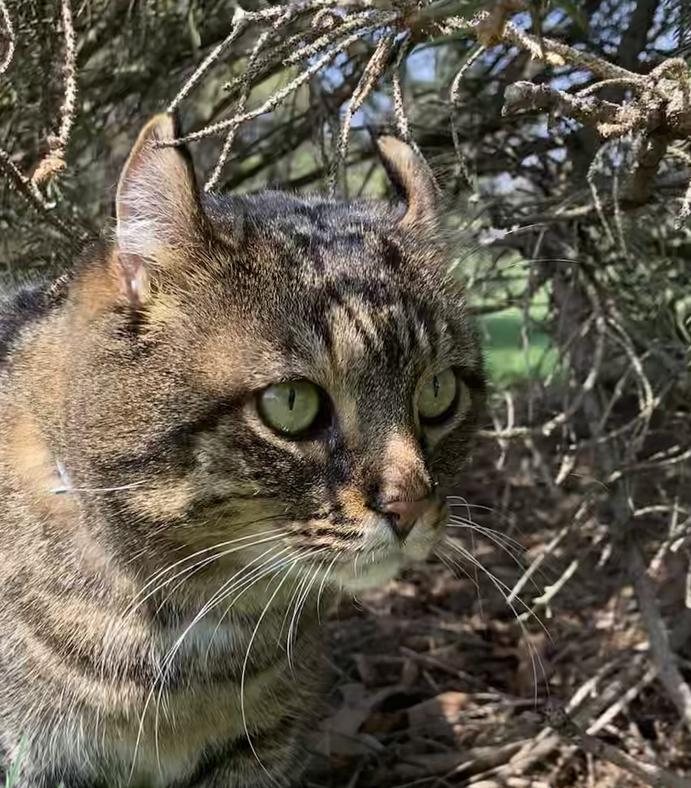Tabby cat outdoors