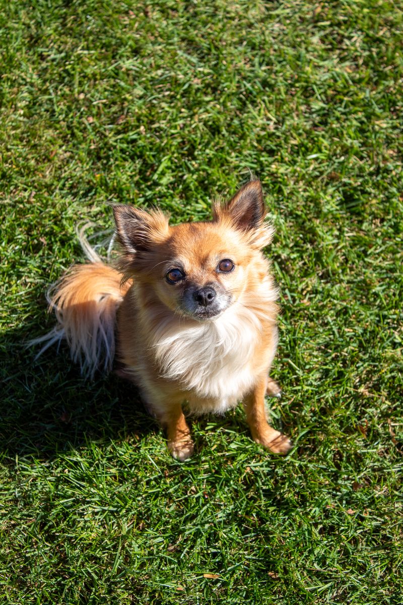 Chai, Shelby Reed's dog
