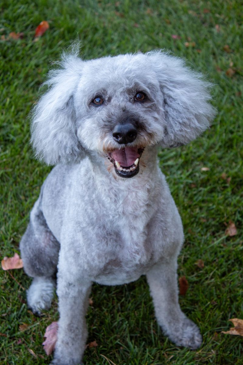Charlie, Shelby Reed's dog