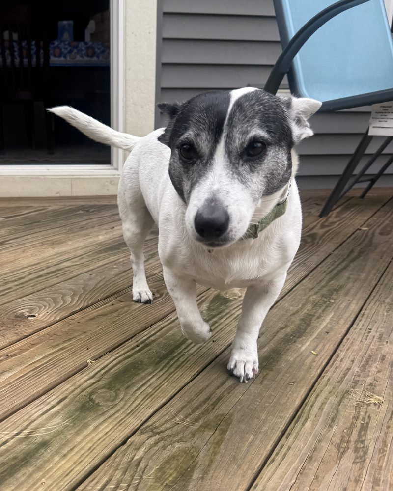 Memphis, Dr. Botsford's dog