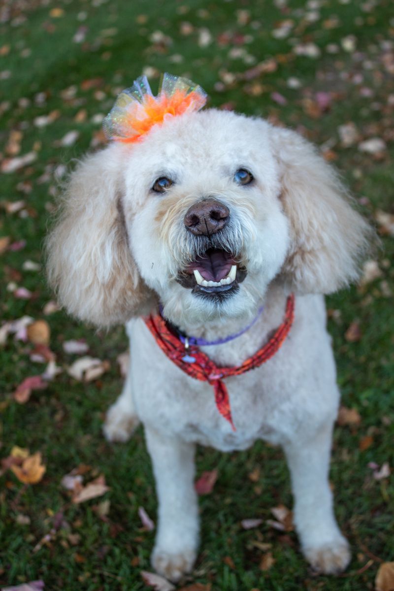Molly, Shelby Reed's dog