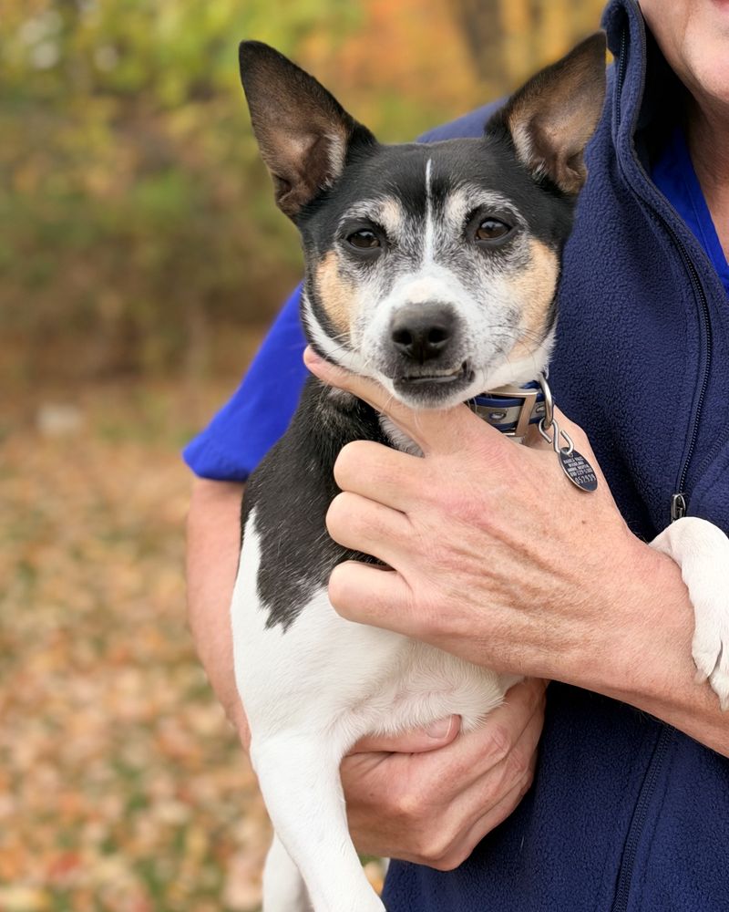 Mr. Fischer, Dr. Botsford's dog