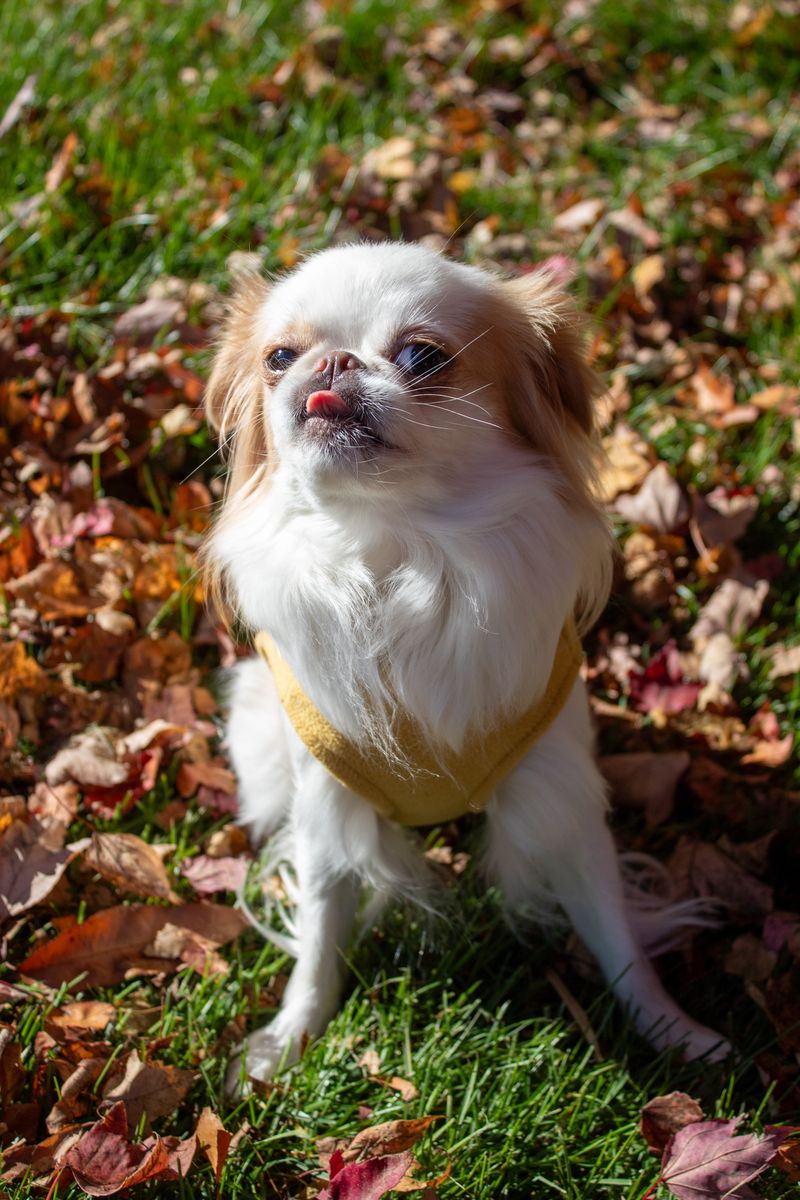 Sunny, Kate Mayson's dog