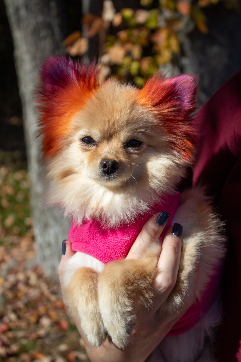 Trinket, Kate Mayson's dog