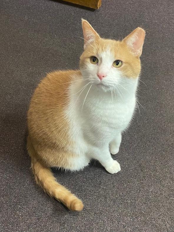 Mr. Bond, the clinic cat
